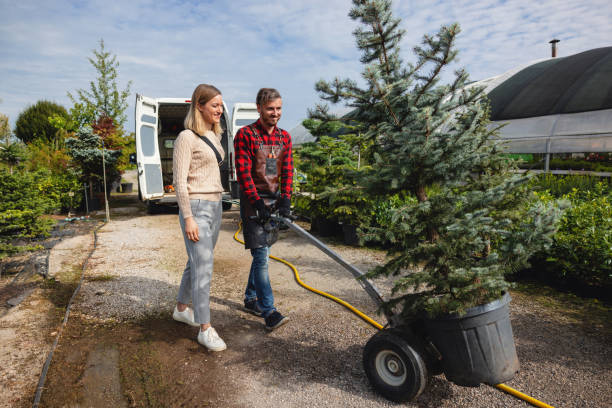 The Steps Involved in Our Tree Care Process in Sudden Valley, WA